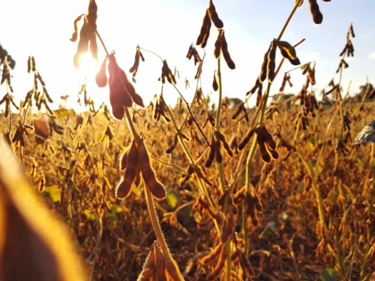 Com safra menor, Brasil deve exportar menos soja em 2024
