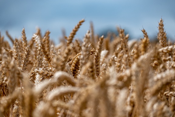 Cosecha de trigo en Santa Fe avanza gracias a climas estables