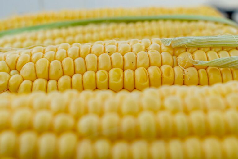 USDA eleva proyección de producción argentina 23/24 de maíz en 56 mi ton