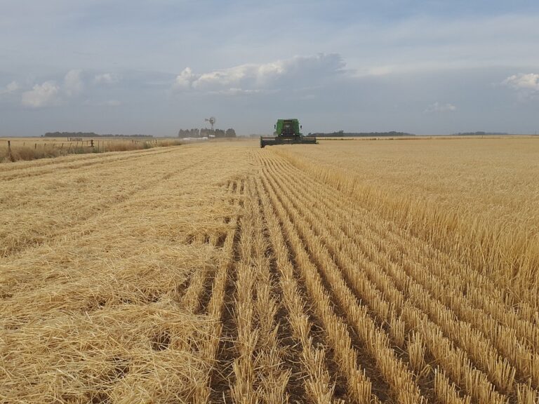 USDA eleva estimación de cosecha de Argentina a 50 mi de ton en 2023/24