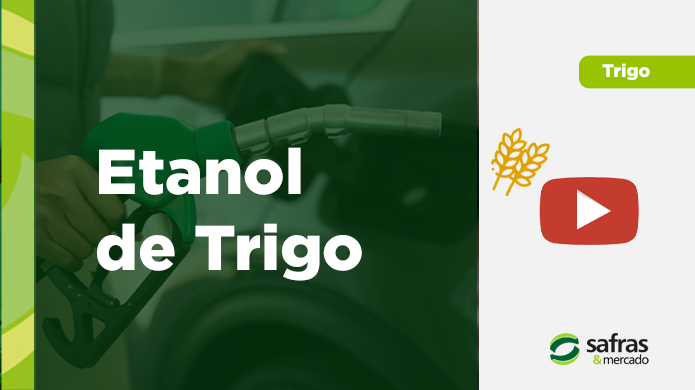 [Vídeo] Etanol de Trigo: Conheça essa Fonte Renovável do Agronegócio