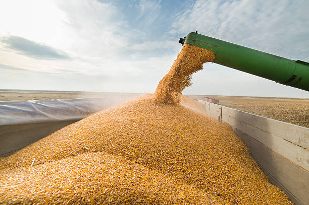 Exportaciones de soja de Paraguay alcanzan 3,42 mi de ton hasta abril