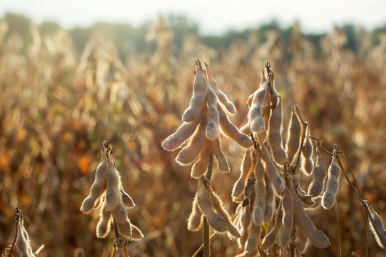 Ending stocks of soybean in Brazil are revised downward due to lower production