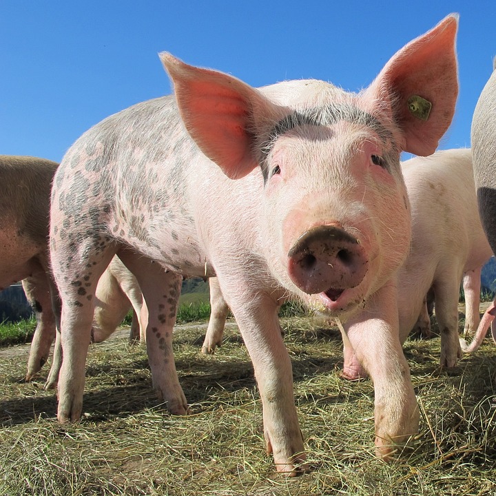 Faena de porcinos en Argentina alcanza récord en 2023 – BCR