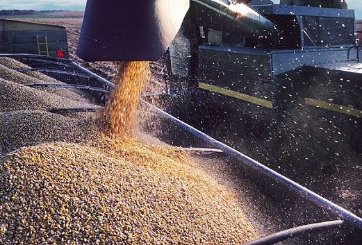 Avance de la chicharrita y lluvias complican la cosecha de maíz en Argentina