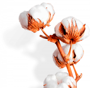 Algodao Ilustr 300x294