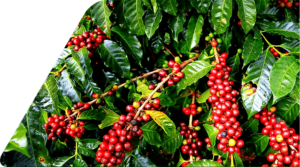 Cafe Banner