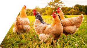 Frango Banner