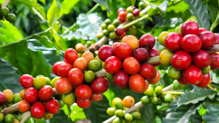 Puxadas pelo café, exportações do Agro mineiras registram recorde de US$ 8,2 bi
