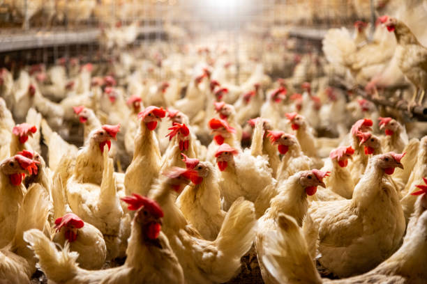 Brasil declara estado de emergencia en RS por caso de Enfermedad de Newcastle en carne de pollo