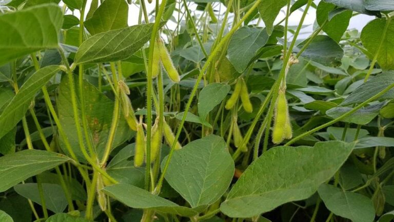 Goiatuba (GO) deve cultivar 90 mil hectares de soja na safra 2024/25