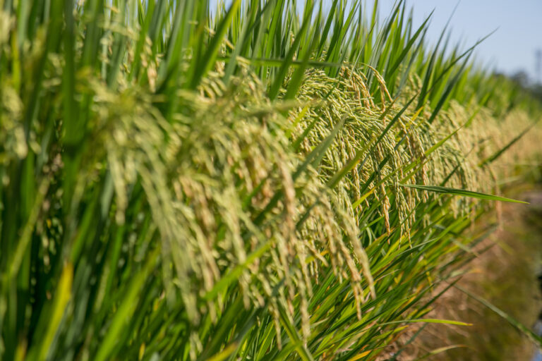 Mercado de arroz vive momento de expectativa, com possíveis reajustes de preços