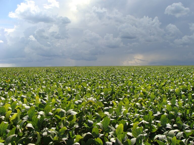 Planting of the new Brazilian soybean crop begins