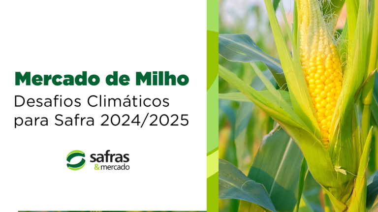 Milho em 2025: Enfrente os Desafios Climáticos e as Exigências do Mercado