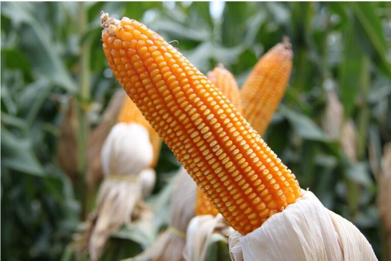 Brazilian market continues with firm prices of corn despite the arrival of rain