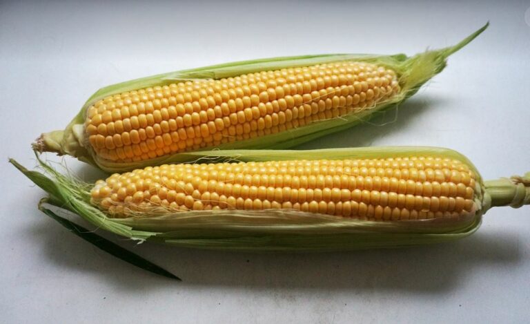 Brazilian market of corn surprises with demand profile