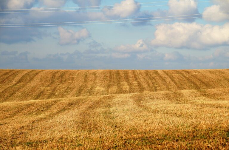 Área agrícola espera lluvias en región norte y temperaturas sobre lo normal