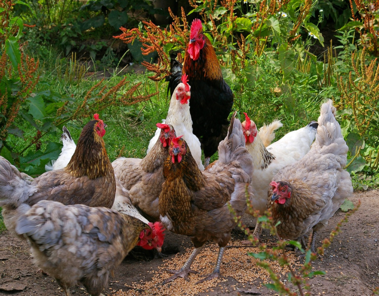 Chicken meat should gain competitiveness in last quarter of 2024