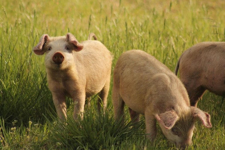 Oferta de animais segue equilibrada, com preços estáveis da carne suína