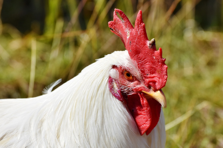 Brasil deve produzir 15,1 milhões de toneladas de carne de frango em 2025 – USDA