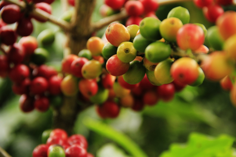 Mercado doméstico de café deve ter mais um dia de preços altos