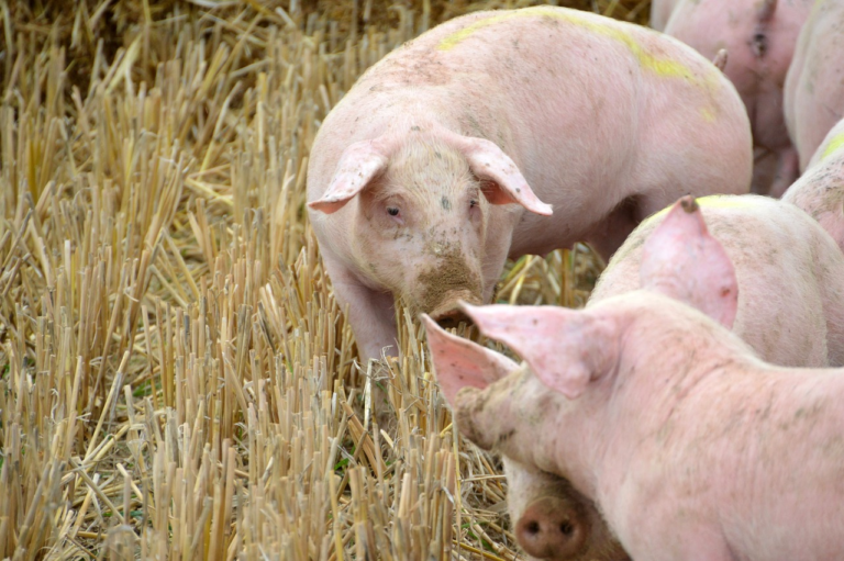 Preços da carne suína devem seguir sustentados no curto prazo, seguindo oferta e demanda ajustadas