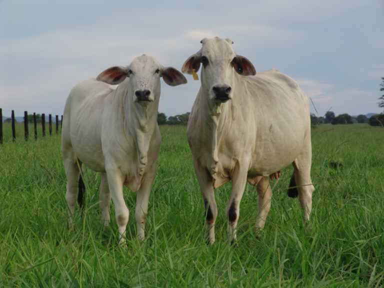 Restrição alimentar na gestação de vacas impacta produtividade da progênie, aponta MCassab