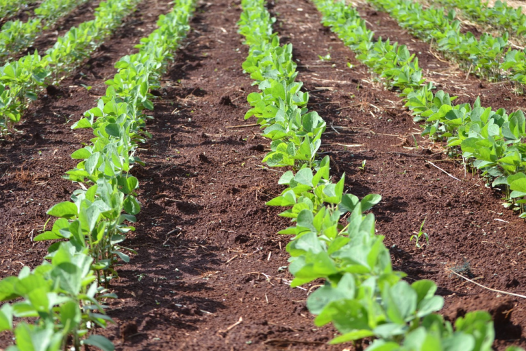 Planting of soybean resumes at a good pace in Brazil