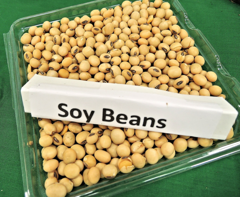 October sees price highs in the Brazilian physical soybean market; Dollar and premiums prompt support