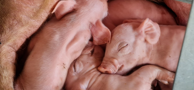 Ambiente segue ajustado, favorecendo preços; reposição da carne suína apresenta boa fluidez