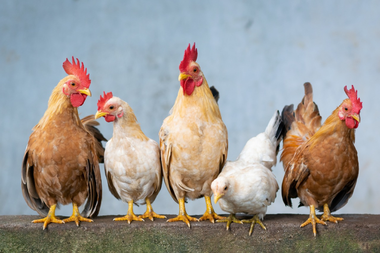 Em linha com boa demanda da carne de frango no último bimestre, preços devem seguir subindo