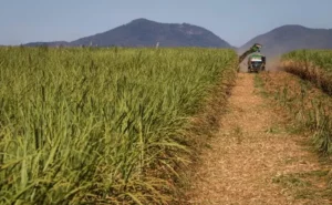Cana de acucar colheita moagem canavial mecanizacao acucar etanol