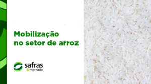 blog arroz 3