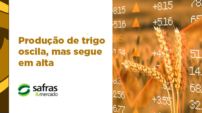 blog trigo importacoes 1