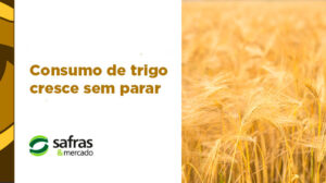 blog trigo importacoes 2 blog trigo importacoes 2