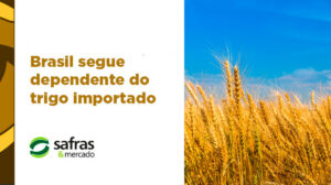 blog trigo importacoes 3 blog trigo importacoes 3
