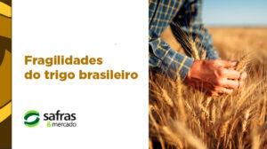 blog trigo importacoes 4 blog trigo importacoes 4