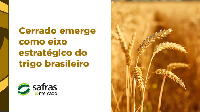blog banner trigo safras 1