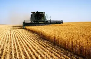 LAVOURAS DE TRIGO PLANTIO 2026/27