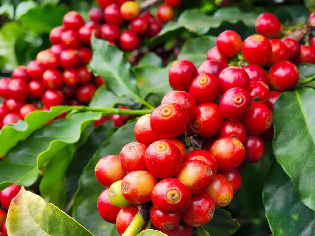 Boa alta em Nova York pode movimentar preços domésticos do café