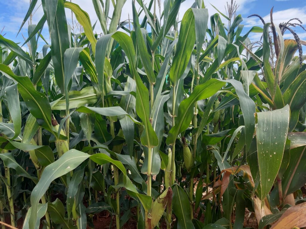 Grande parte da safrinha de milho de Mato Grosso deve entrar no período do corte de chuvas sem estar pendoada – Norte Show