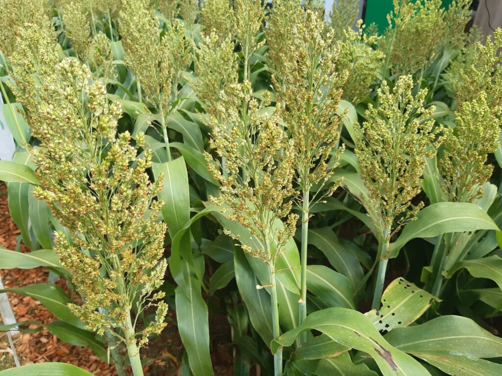 Plantio da safrinha de sorgo cresce até 10% na área de atuação da Comigo – Tecnoshow