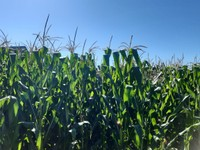 imagem 2026 04 06 151732190