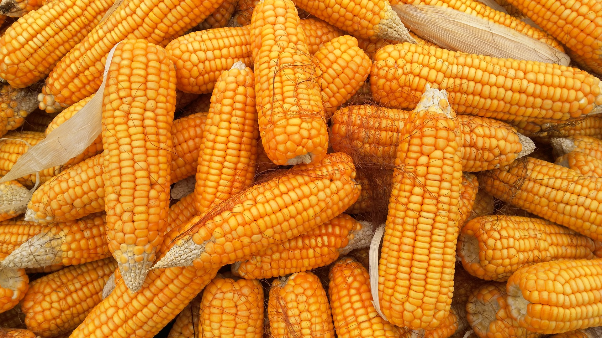 corn 1726017 1920