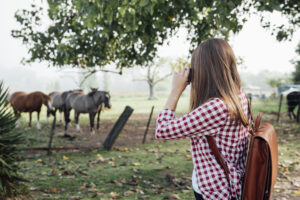 woman taking photo horses
